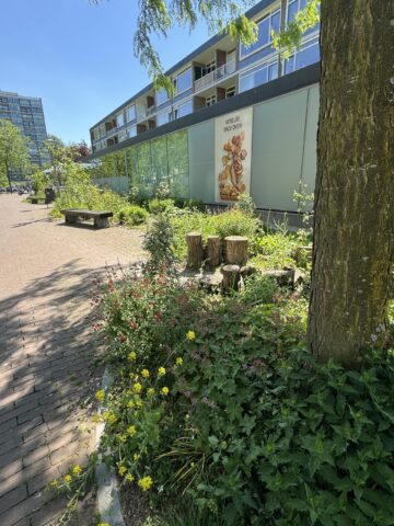 Foto van de Groene Route in Malburgen. Stenen zijn verwijderd en er zijn planten voor in de plaats gekomen.