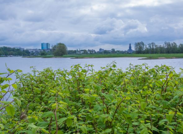 Japanse Duizendknoop met Arnhem op de achtergrond